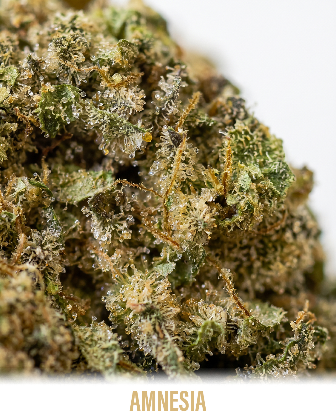 AMNESIA_1