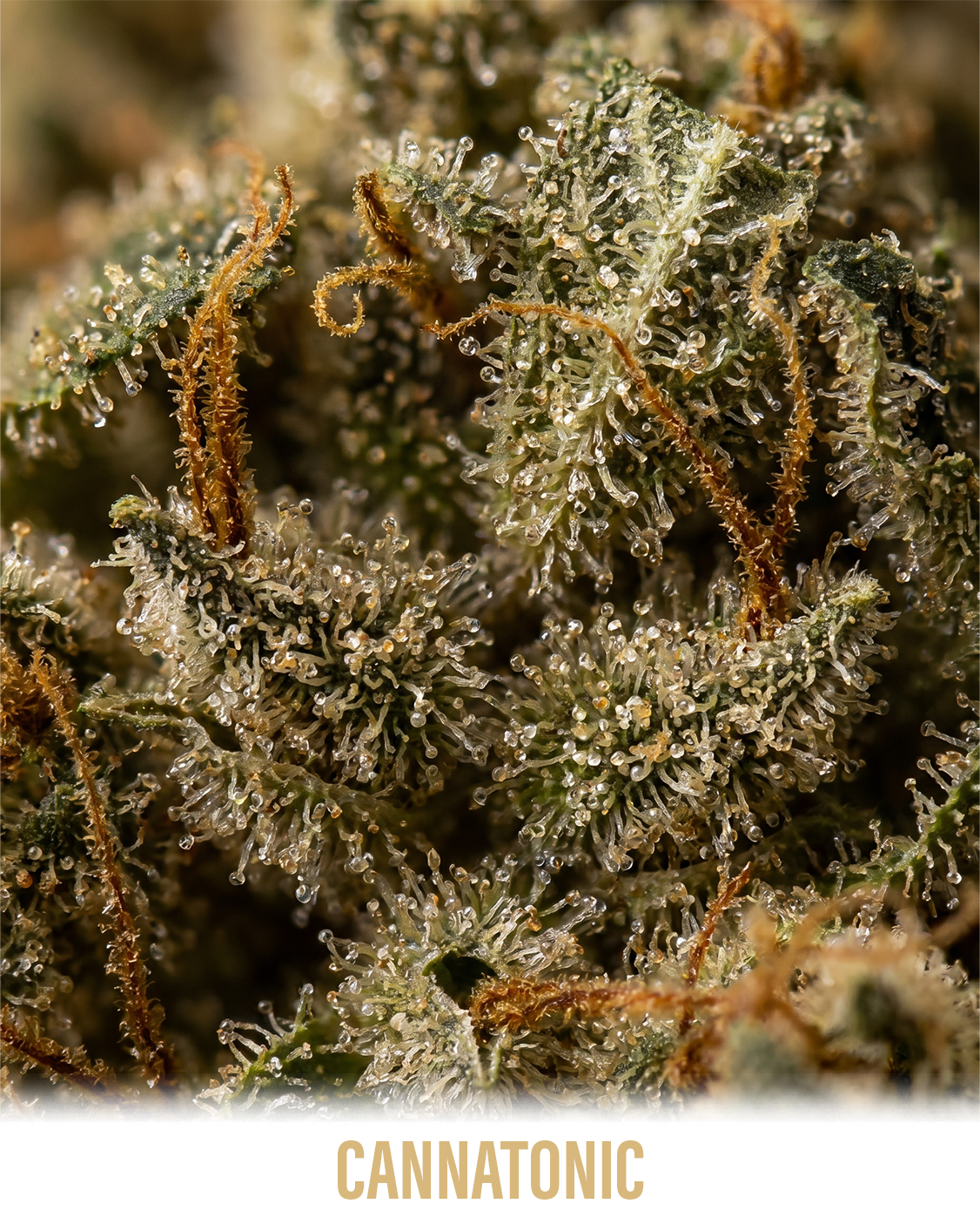 cannatonic_2
