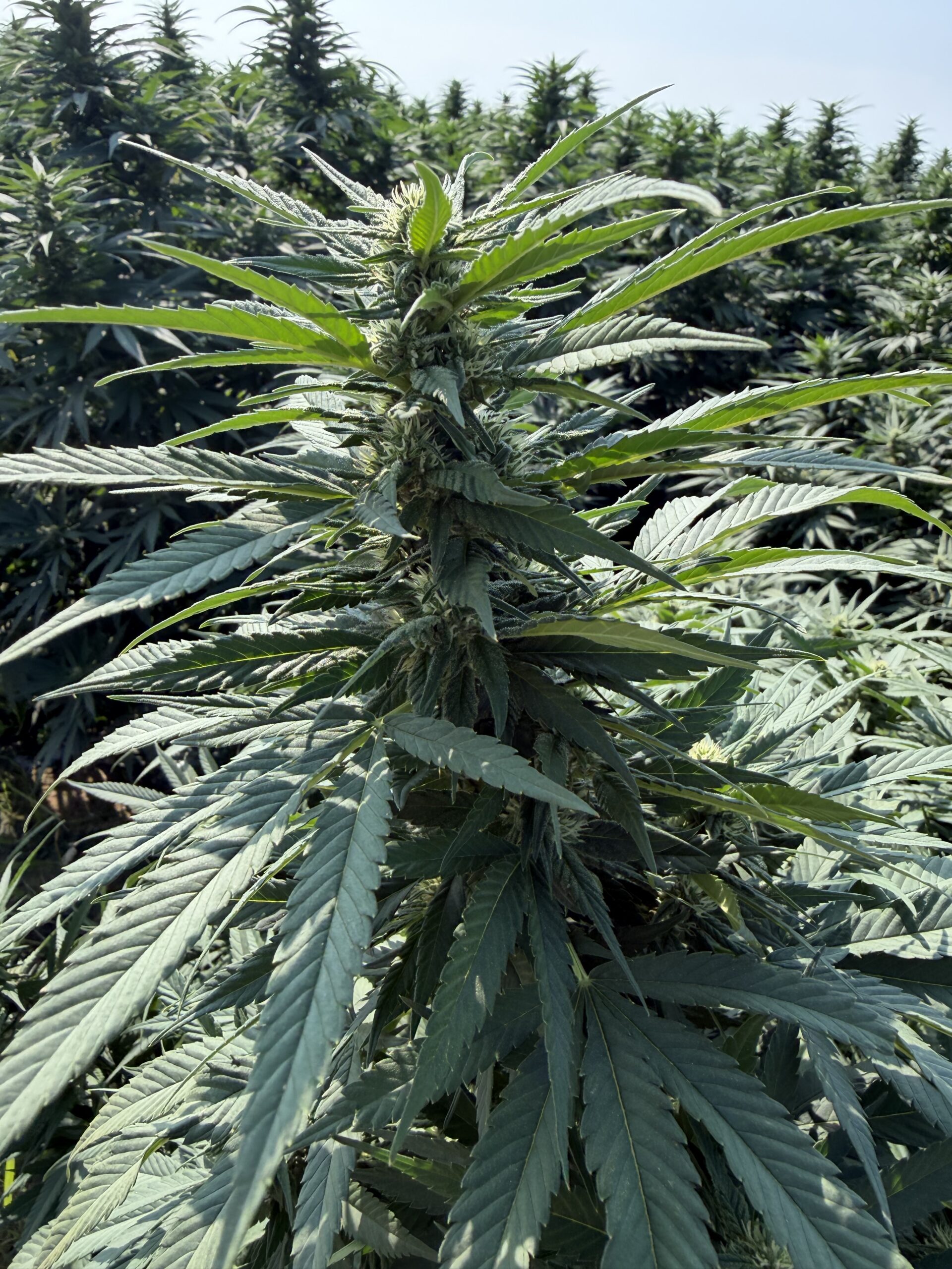 Pianta di canapa in fiore nel campo Green Witches