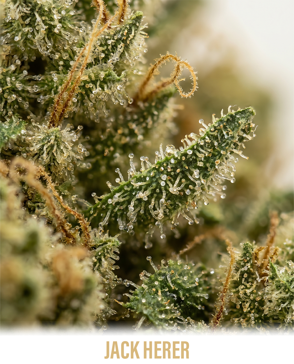 jack_herer_1