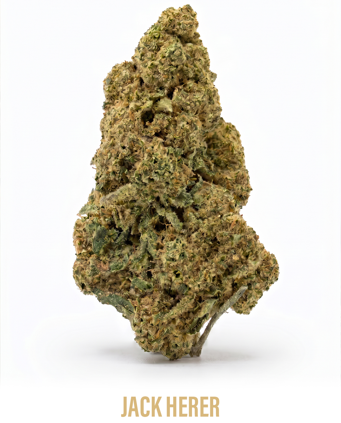 jack_herer_2