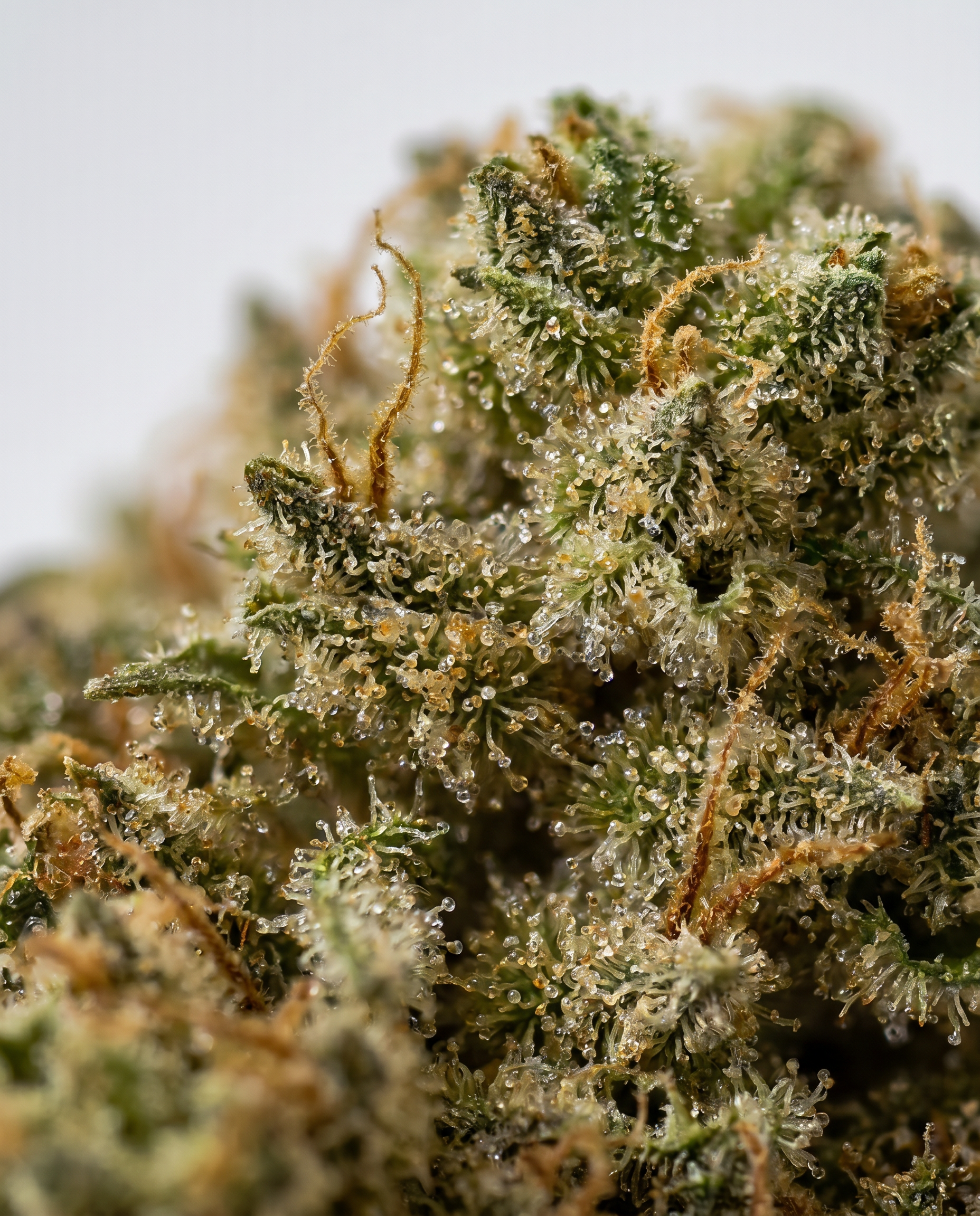 magnific_use-uploaded-cbd-flower-i_3008838305