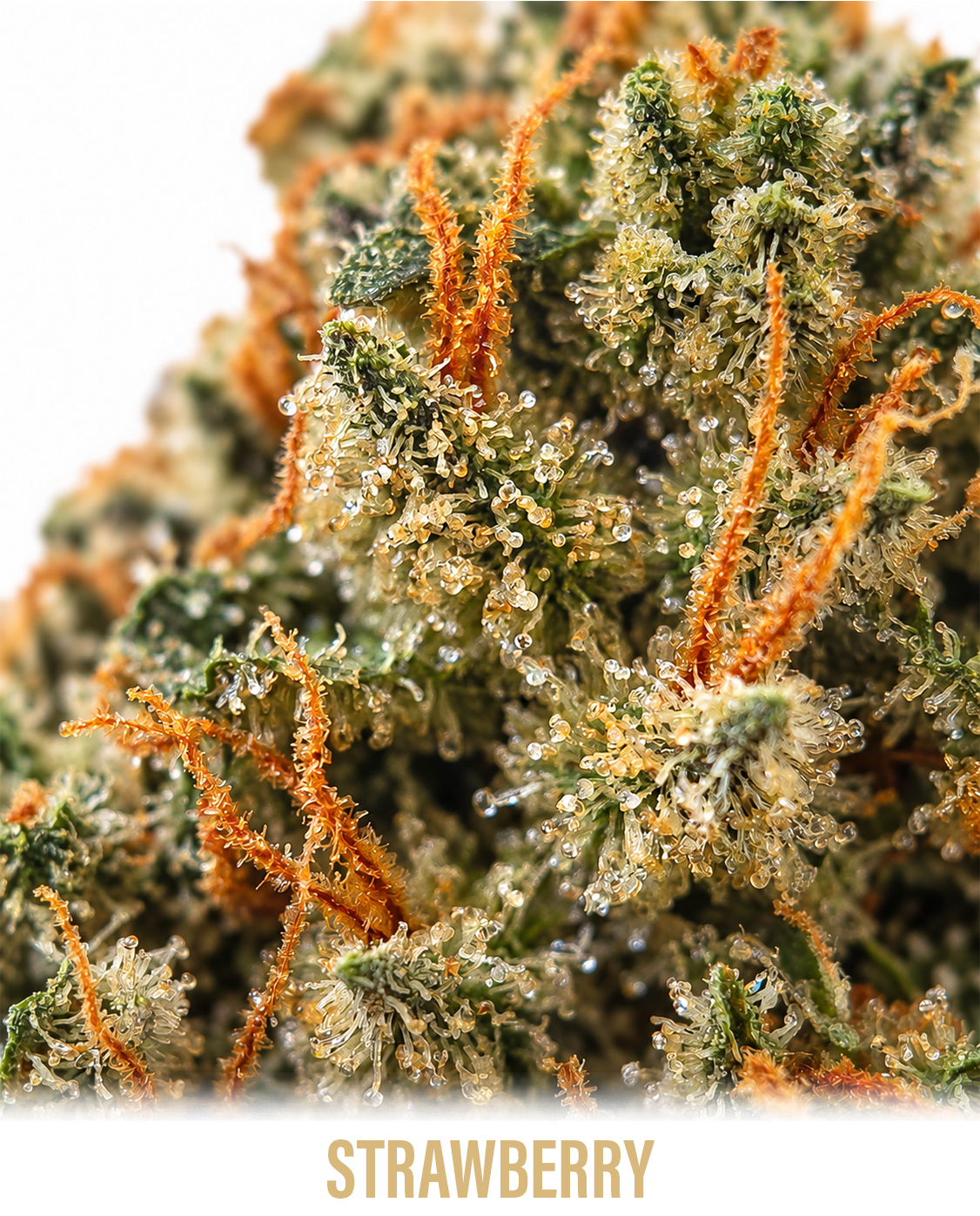 strawberry_2
